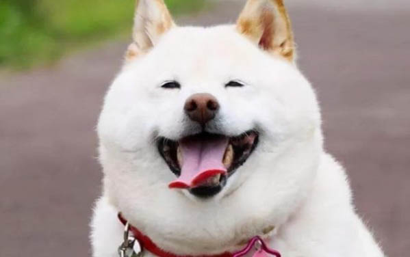 狗狗幾個月性成熟