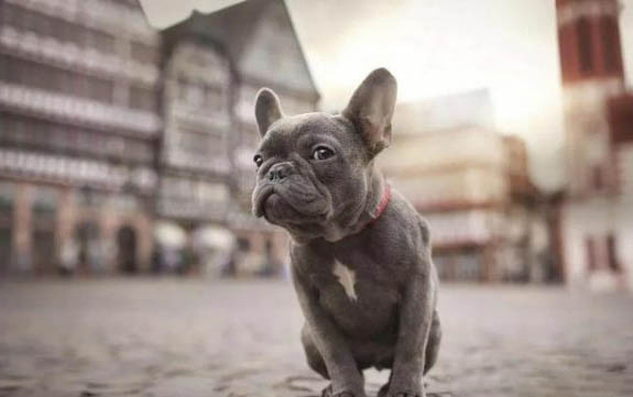 法國斗牛犬懷孕多久生產(chǎn)