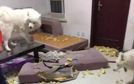狗狗細小病毒之后怎么照顧
