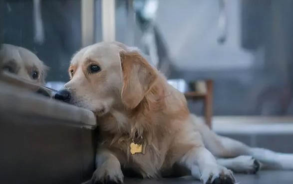 犬瘟初期痊愈用多久時(shí)間