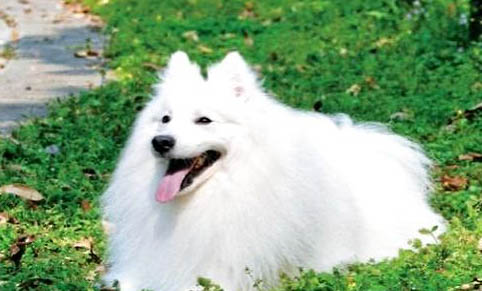 銀狐犬多少元一只