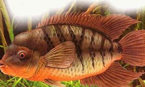 釣魚需要魚線對接嗎