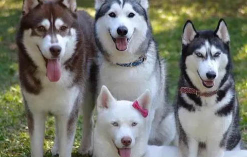 怎樣快速去除哈士奇犬的體味？