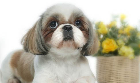 西施犬美容造型的準備工作和設計方法教程詳解