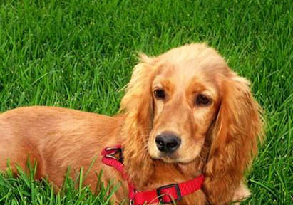 英國可卡犬脾臟大的原因及處理方法