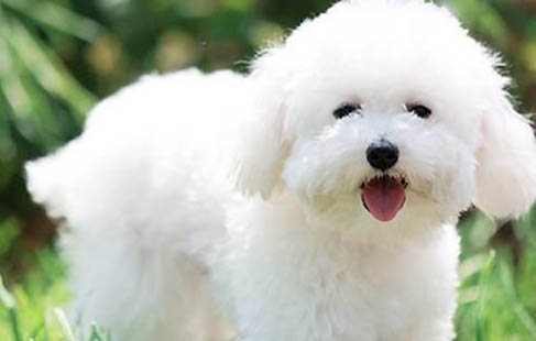 比熊犬貴賓犬哪個好看