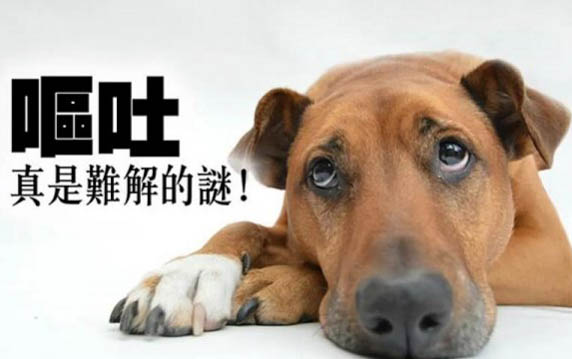 狗狗吃壞東西嘔吐怎么辦