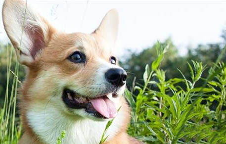 如何給柯基犬注意事項