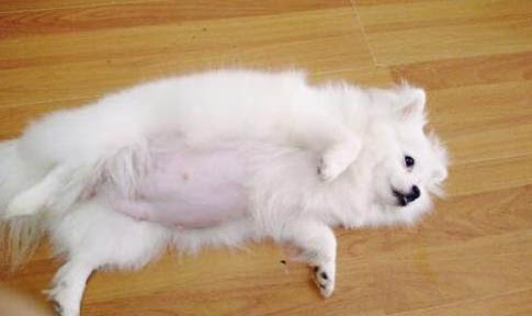狗狗能吃貓糧不