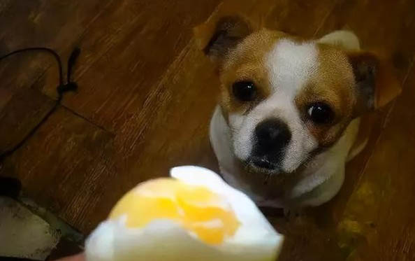 泰迪狗狗有球蟲有哪些癥狀