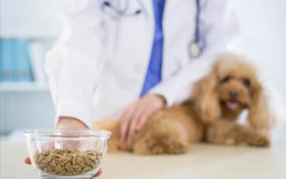 泰迪犬和比熊犬哪個好養