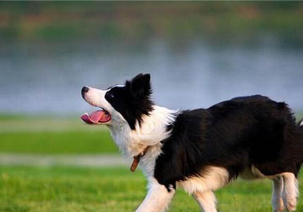 邊境牧羊犬發燒什么癥狀有哪些
