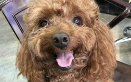 狗狗得了犬瘟自救方法