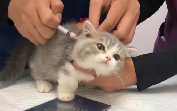 請問貓咪嘔吐的原因及處理方法?