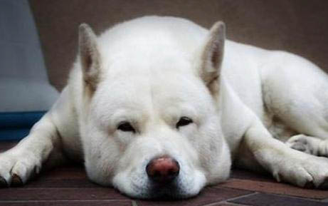 幼犬低血糖急救措施有哪些