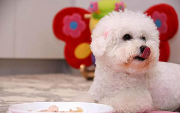 新手適合飼養(yǎng)泰迪犬博美犬還是比熊犬好呢