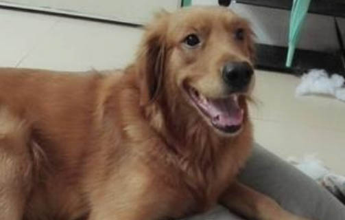 狗狗剪指甲疼嗎