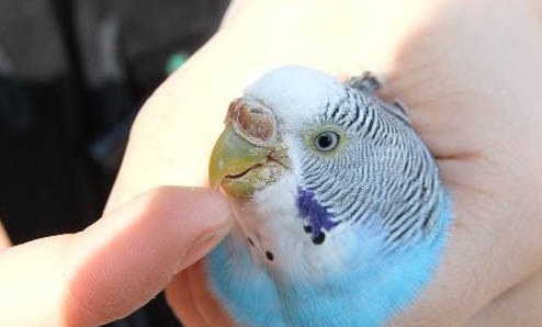玄鳳鸚鵡怎么喂藥
