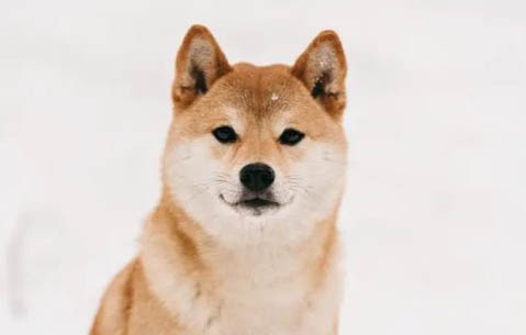 日本柴犬打完疫苗感冒吃什么藥
