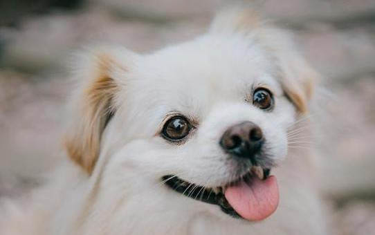 怎么讓狗狗在指定地方大小便