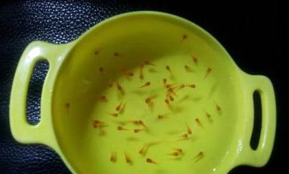 如何養金魚才不用氧氣