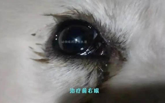 狗狗春季掉毛要多久