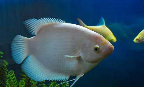 養殖觀賞魚容器有哪些要求