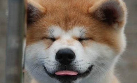 狗狗吐紅色像血的東西怎么辦