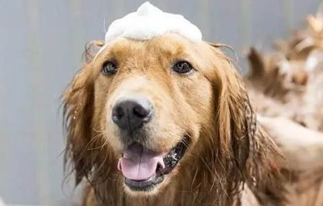 狗狗需要穿衣服嗎