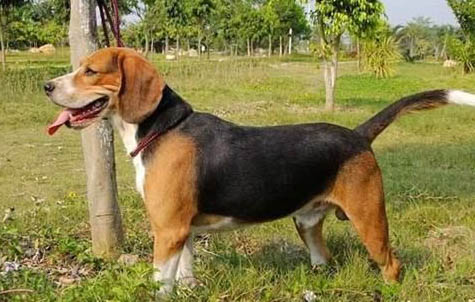 獵犬品種有哪些