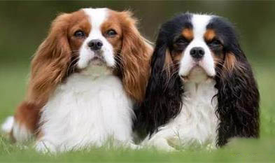 騎士查理王小獵犬什么顏色好