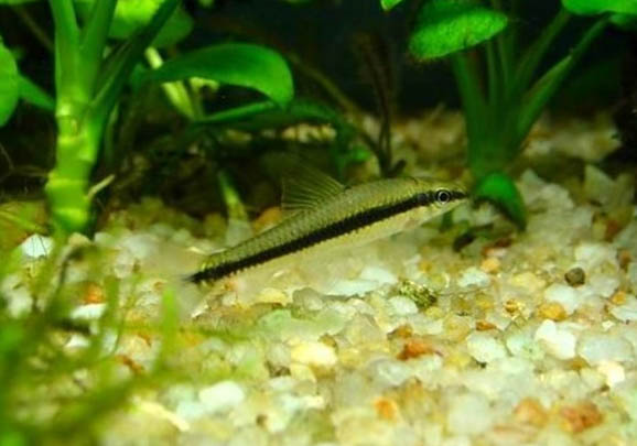 黑線飛狐魚怎么繁殖