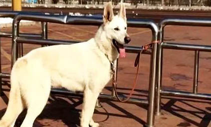 德國牧羊犬哪里有賣