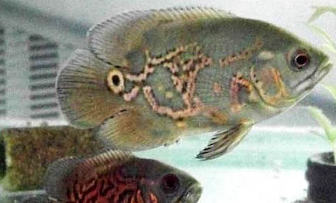 地圖魚腸炎怎么治療?