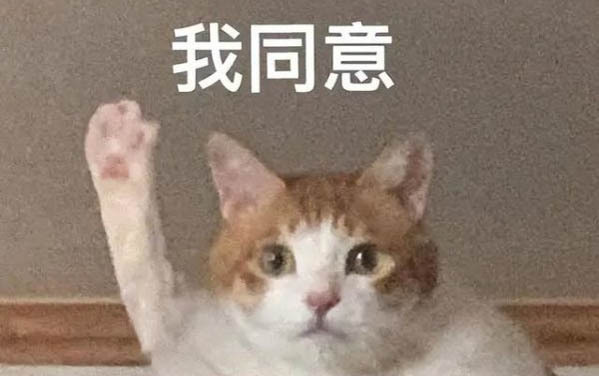最漂亮的貓科動(dòng)物排名