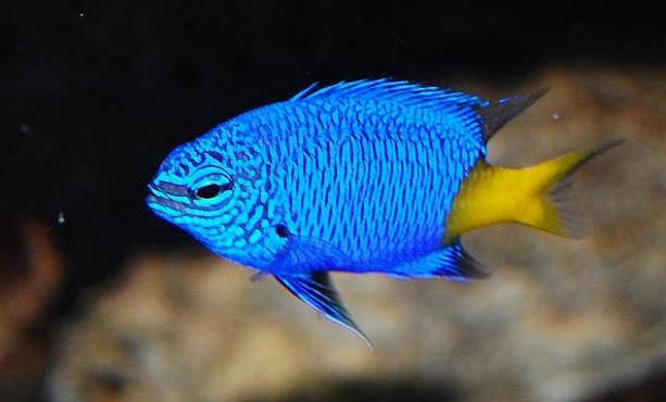 海龍科海水魚飼養方法
