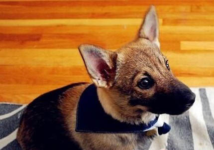 柯基犬是小型犬還是中型犬？