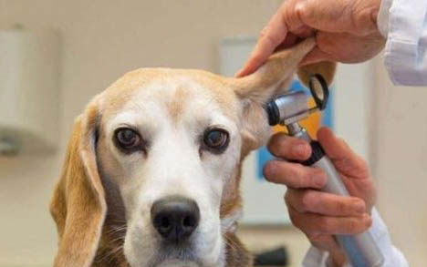 金毛幼犬喂養方法