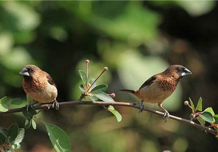 家里養文鳥好嗎?