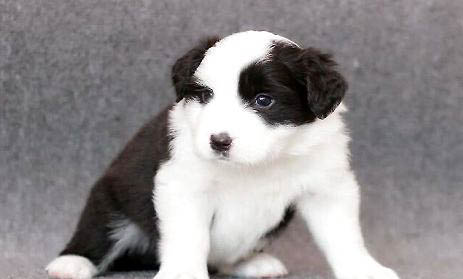 剛出生的幼犬怎么養比較好