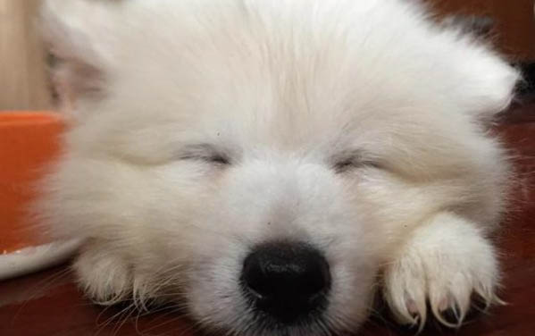 與狗狗一起玩耍的游戲