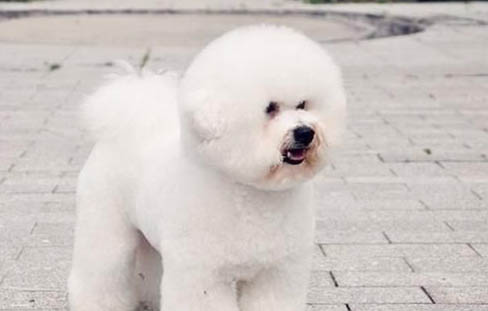 比熊犬的壽命一般多少年