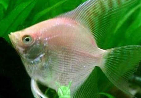 養(yǎng)七彩神仙魚(yú)用什么缸