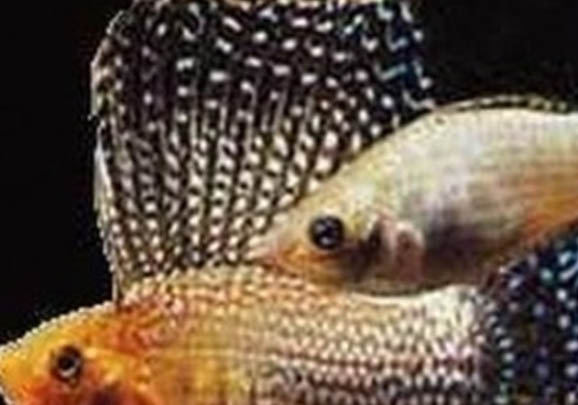 蛋種金魚有哪些品種