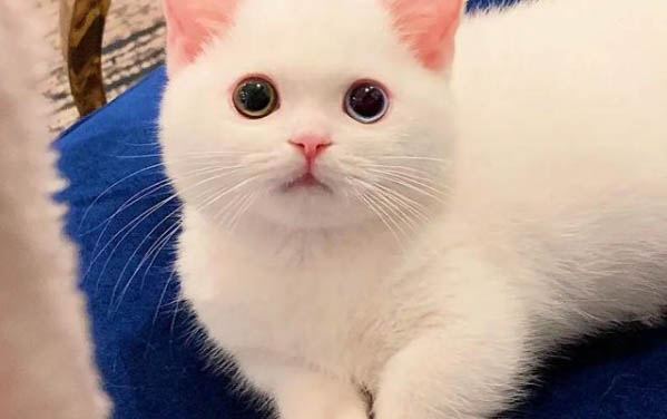 貓能不能吃蘑菇