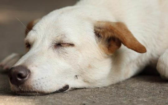 狗狗攜帶狂犬病毒能活多久?