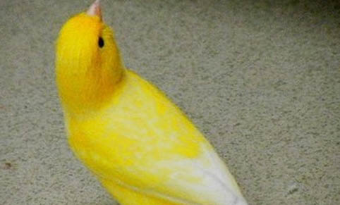 母芙蓉鳥下蛋前表現
