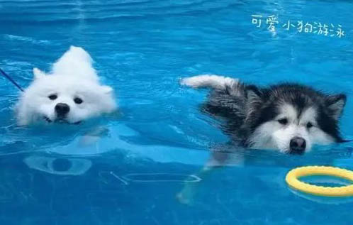 狗狗有弓形蟲會怎么樣？