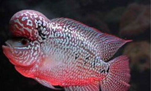 羅漢魚能和什么魚混養?