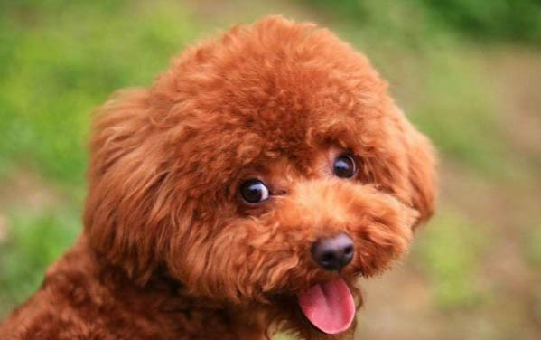 泰迪是不是能喝酸奶？